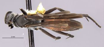 Media type: image;   Entomology 29328 Aspect: habitus dorsal view